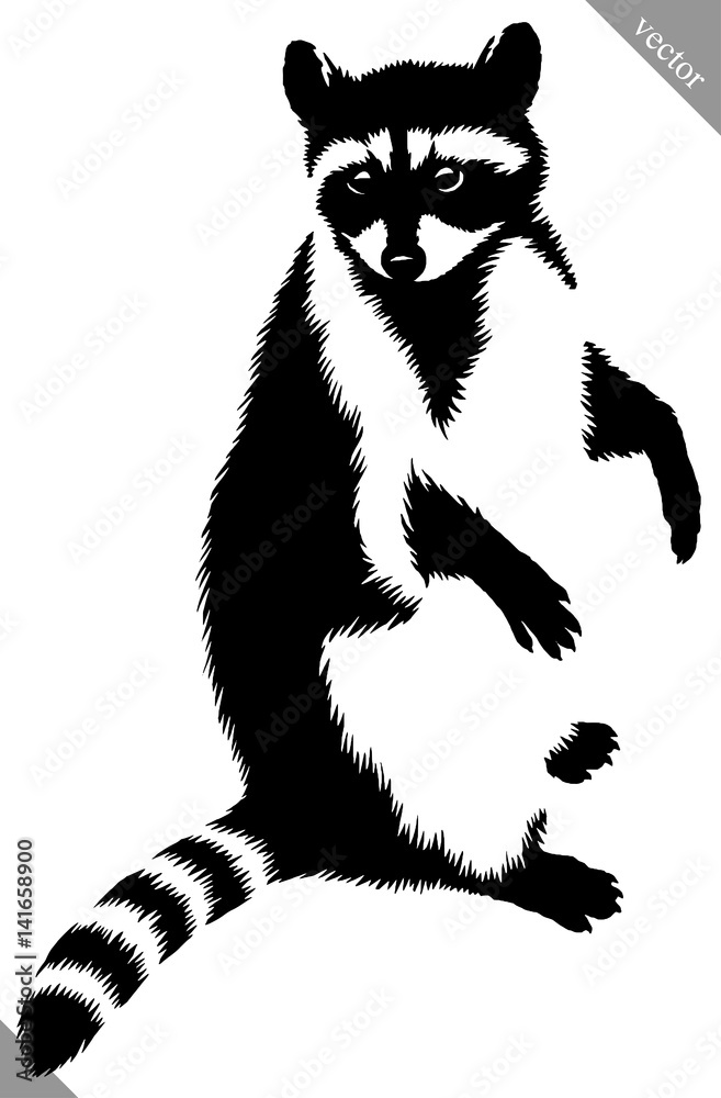 black and white linear paint draw raccoon vector illustration Stock ...