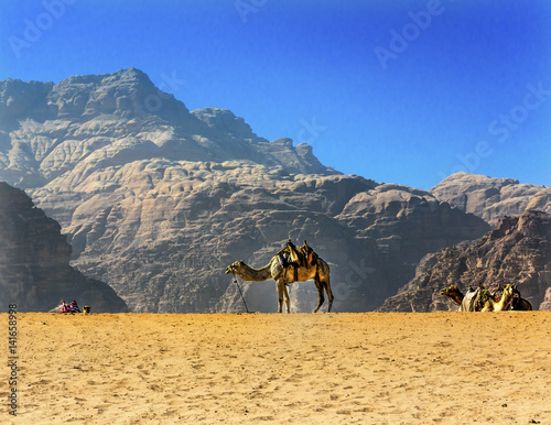 Fotografie, Obraz Yellow Sand Dune Camel Valley of Moon Wadi Rum Jordan