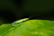 Lacewing on leaf