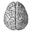 Human brain - vintage illustration