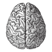 Human Brain - Vintage Illustration