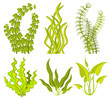 Underwater seaweed vector elements