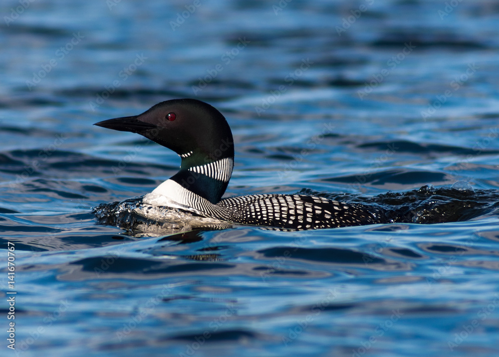 Minnesota State Bird the Common Loon Immer gavia swims in a lake Stock ...