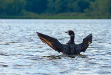 Minnesota State Bird The Common Loon  Immer Gavia Swims In A Lake