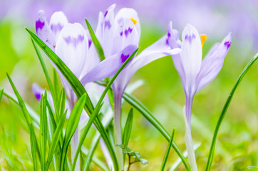  The field with crocuses in the wild nature