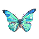 Fototapeta Motyle - beautiful blue butterfly, isolated  on a white,watercolor