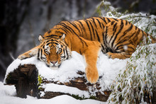 Siberian Tiger Lying In Snow