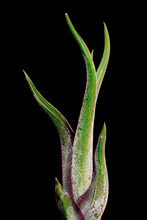 Tillandsia Caput Medusae Plant On Black Background