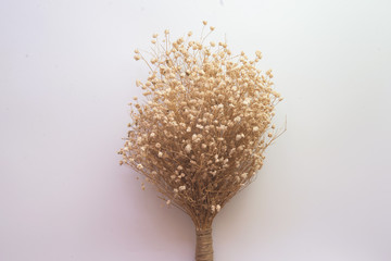 Dried flower on white background.