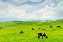Grazing Cows, Asiago, Italy