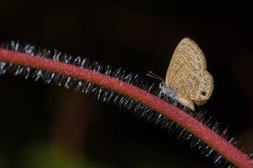 Tail less blue butterfly perched on a tiny plant