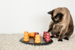 Clever siamese cat solving pet puzzle to get to the treats.