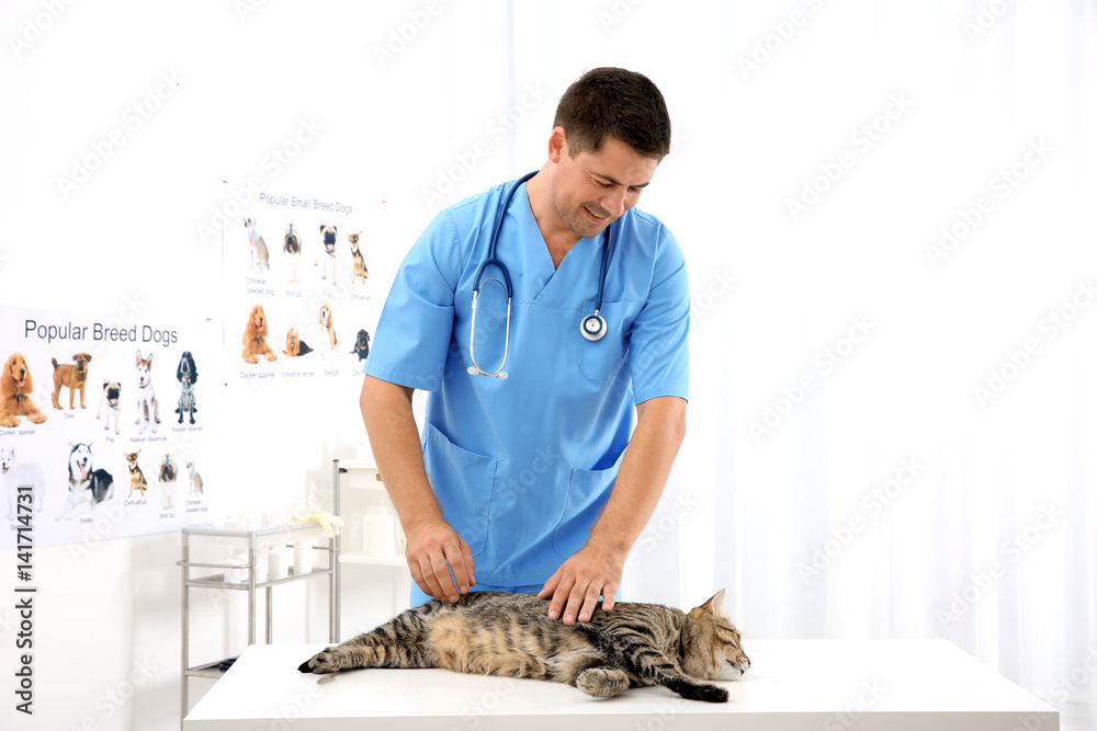 Handsome young veterinarian examining cat in clinic