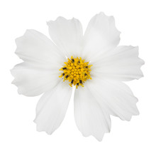 Isolated White Flower Bloom With Yellow Center