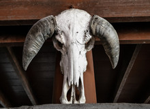 Beautiful Portrait Of Death, Cow Skull In Thai House, No Smile 