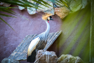 Wall Mural - Gray crowned crane in animals park in Gran Canaria, Spain
