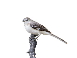northern mockingbird on white background, isolated