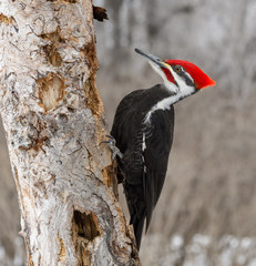 Male Pileated Woodpecker in Winter