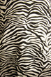 A zebra pattern