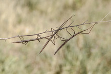 Walking Stick, Diapheromera Femorata, Phasmatodea
