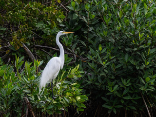 great egret perched on green plant