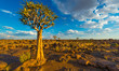 Landschaft mit Köcherbaum in der Kalahari, Namibia