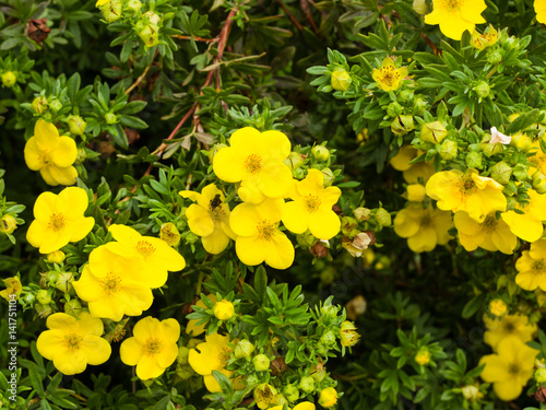 Fotografia, Obraz Shrubby cinquefoil Tundra rose Golden hardhack Dasiphora fruticosa flowers on sh
