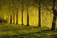 Beautiful Curtain Of Willow In A Park