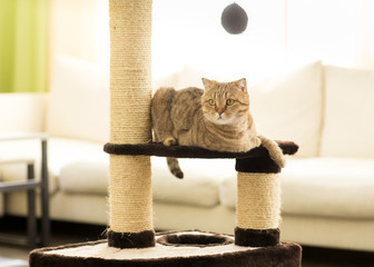 Poster - Cat lying on a scratching post, on living room background