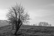 Dry tree and the field