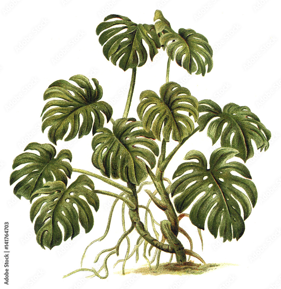 Tropical plant - Philodendron pertusum / Vintage illustration Stock  Illustration | Adobe Stock