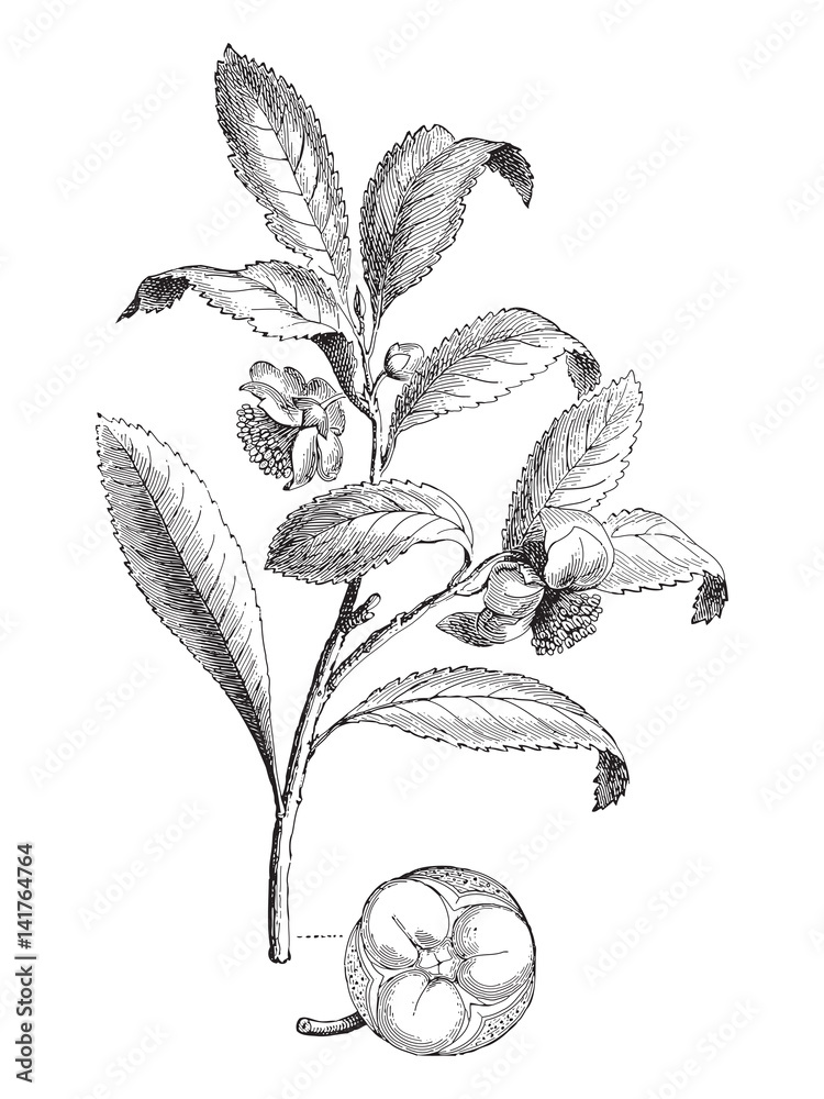 Tea Plant Illustration