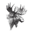 Moose or Eurasian elk (Alces alces) / vintage illustration 