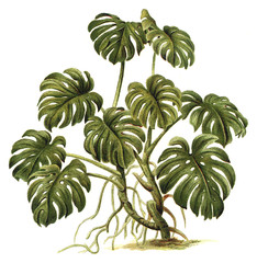 Tropical plant - Philodendron pertusum / Vintage illustration