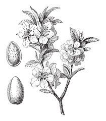Almond (Prunus dulcis) / vintage illustration 