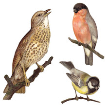 Bird Collection - Redwing (Turdus Iliacus), Bullfinch (Pyrrhula Europaea), Great Tit (Parus Major) / Vintage Illustration 