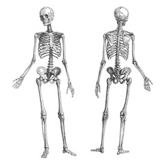 human skeleton (male) - vintage illustration