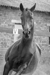 Black horse runs gallop, closeup. Front view. Black-and-White photo