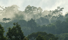 Deep Tropical Forest, Canopy Tree And Fog
