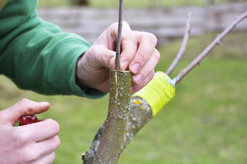 apple tree renovation by the grafting