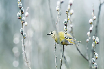 Wall Mural - bird wren sitting on a branch of a willow with fluffy buds