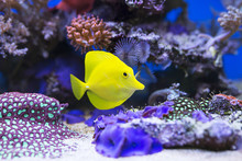 Yellow Tang Fish In Aquarium