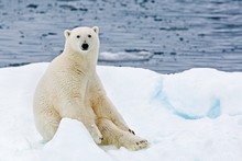 A Polar Bear Sitting On A Floating Iceberg In The Arctic Ocean