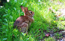 Bunny Rabbit Sitting In Green Grass