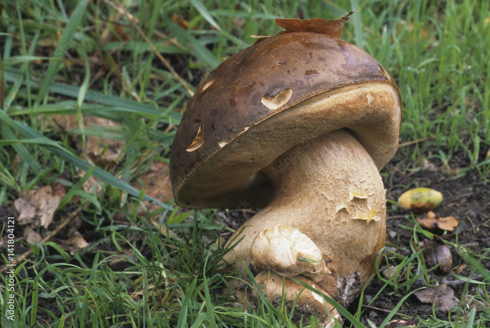 Boletus aereus / Bolet tête de nègre / Cèpe noir Stock Photo Adobe Stock — free download