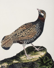 Wall Mural - François Nicolas Martinet / Francolinus francolinus / Francolin noir / mâle