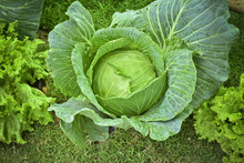 Fresh Green Organic Cabbage With Droplets Of Water In The Garden