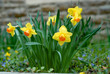 cluster of bicolored trumpet daffodils in the garden