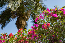 Palm Tree And Pink Bougainvillea