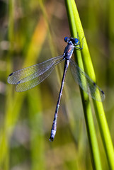 Wall Mural - Ischnura elegans / Agrion élégant  / Mâle